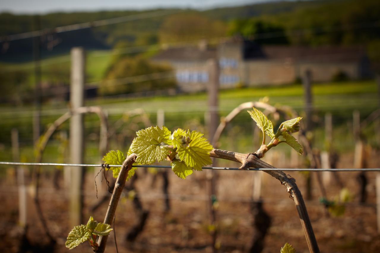 Les Maisons Vigneronnes Ozenay Kültér fotó